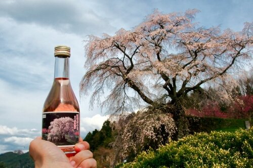 Matabee sakura tree and kodaimai sake Matabee sakura tree and kodaimai sake