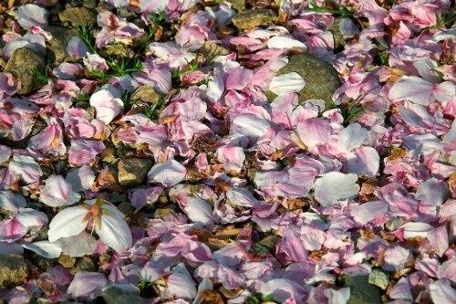 Japanese cherry flowers on the ground Japanese cherry flowers on the ground